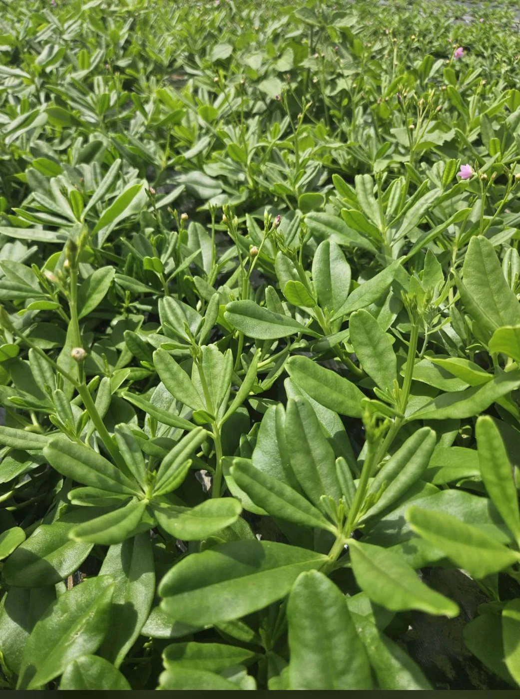 Waterleaf frais